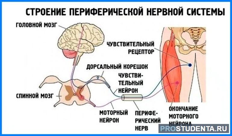 Периферическая нервная система