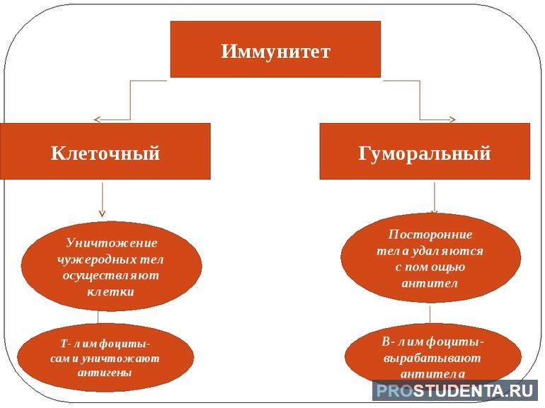 Гуморальный и клеточный иммунитет 