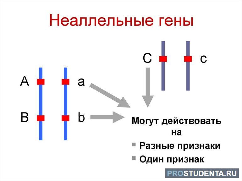 Неаллельные гены 