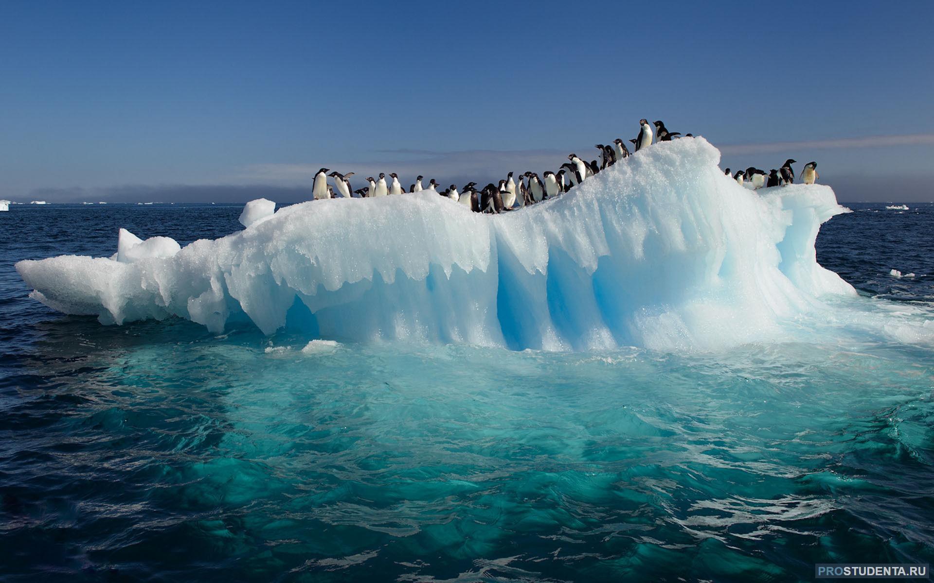 Южный океан является океаном. Арктика Северный Ледовитый океан. Лед Айсберг Арктика Антарктида. Льды и айсберги в Антарктиде. Южный антарктический океан.