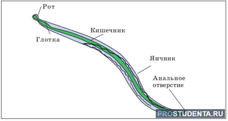 Пищеварительная система круглых нематод 