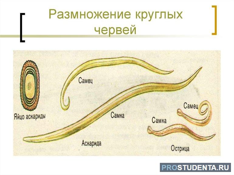 Размножение круглых червей