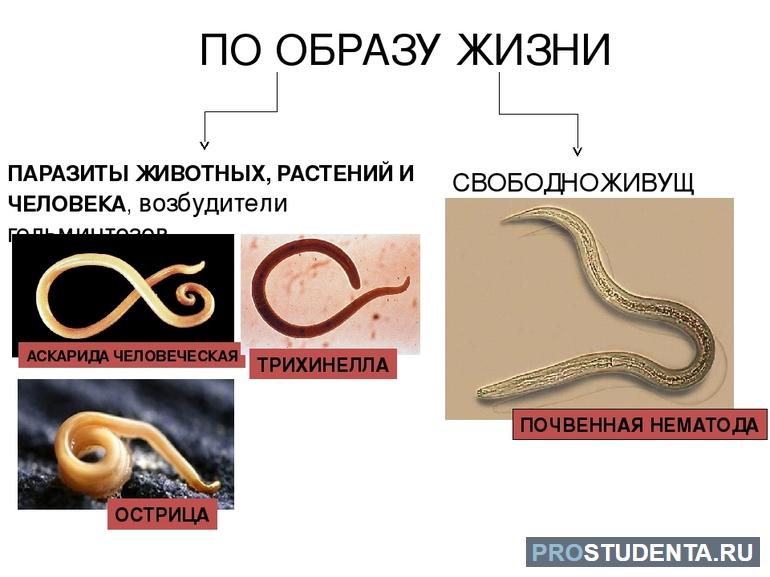 Образ жизни круглых червей 
