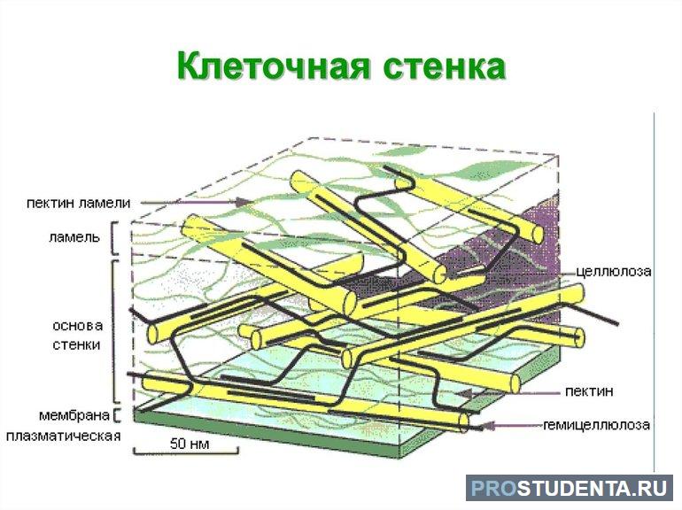 Трёхмерная структура микрофибрилл образует клеточные стенки