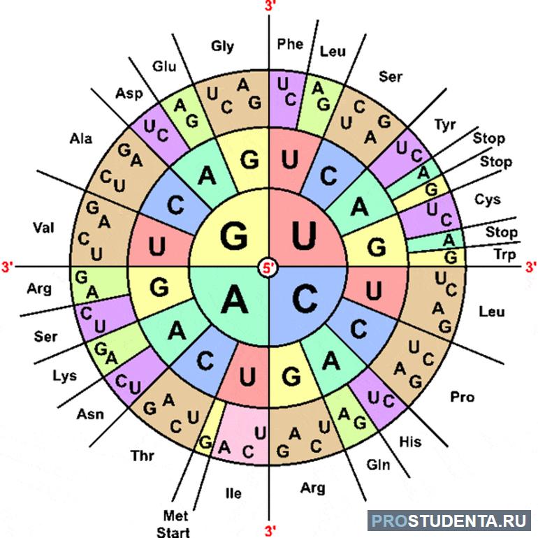Генетический код диаграмма