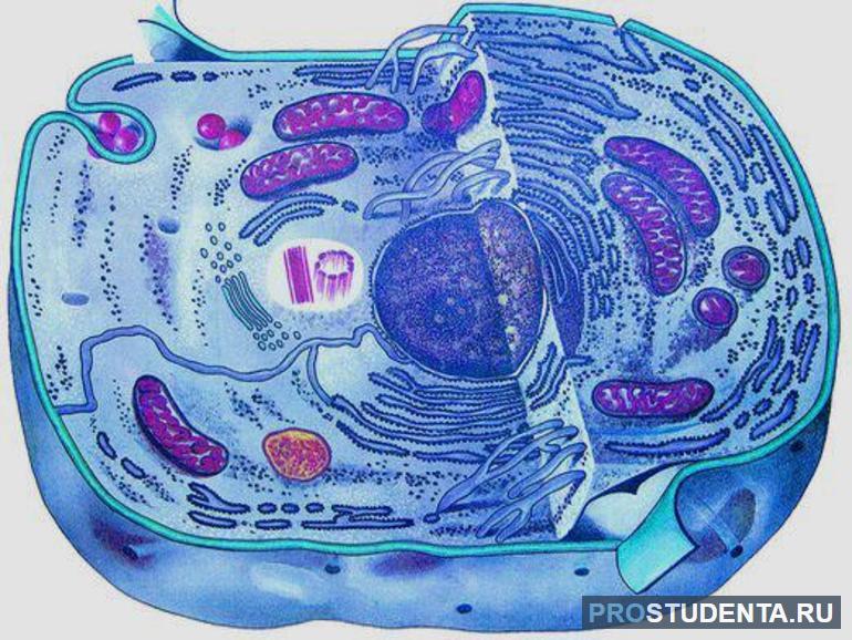 Эукариотическая клетка: черты строения и ее основные части