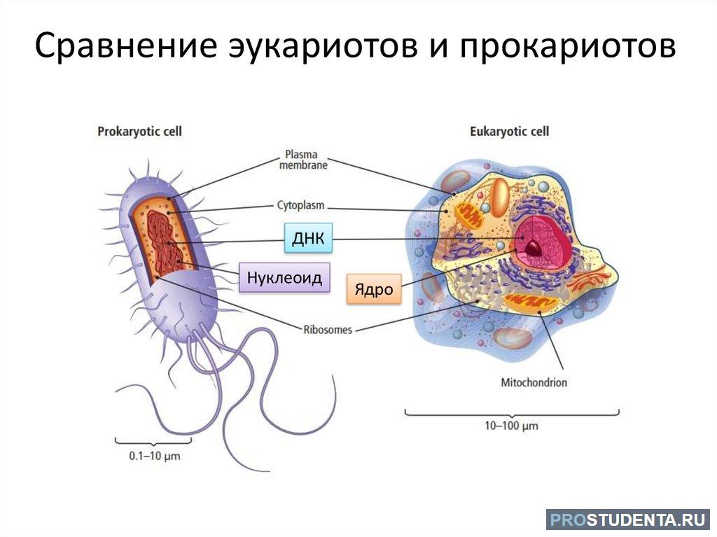 Появление эукариотических организмов