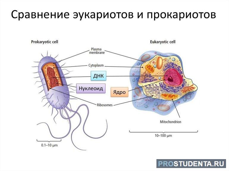 Различия прокариот и эукариот