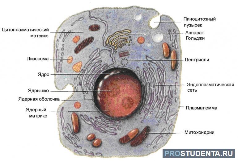 Части эукариотной клетки