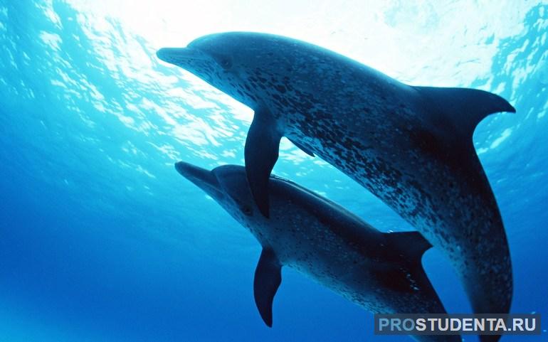Интересная информация про жителей морей в сообщении о дельфинах