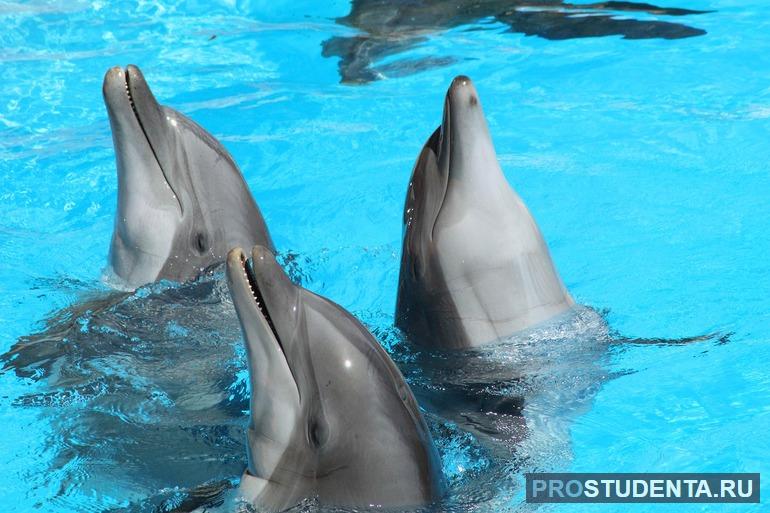 Дельфины дышат