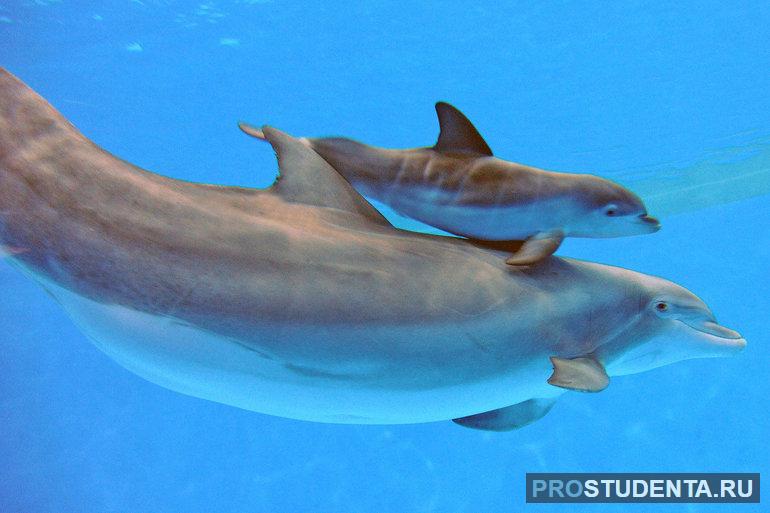 Размножение дельфинов
