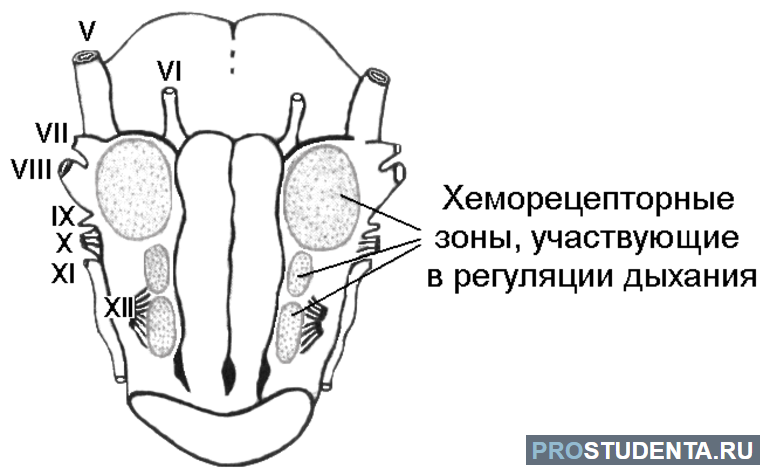 Хеморецепторы и головной мозг