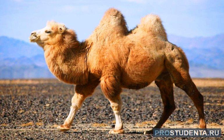 Сообщение о верблюде: краткая информация и описание животного