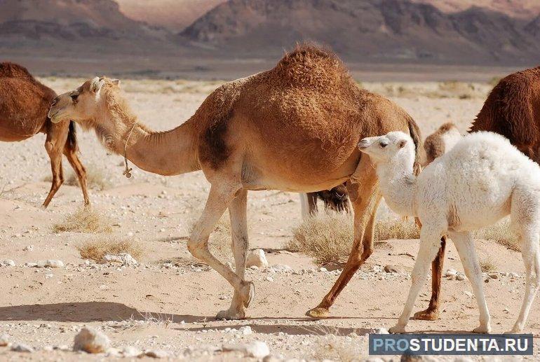 Длительность жизни и размножение верблюдов