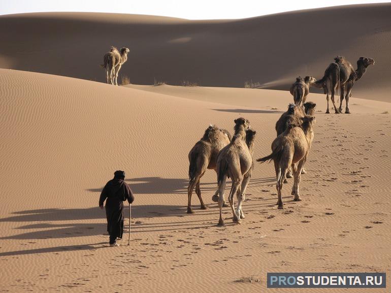 Обитание верблюдов в естественной среде