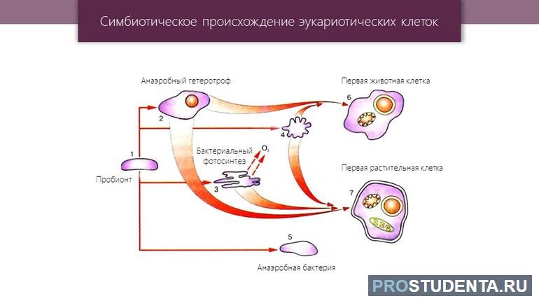 Симбиотическая теория происхождения