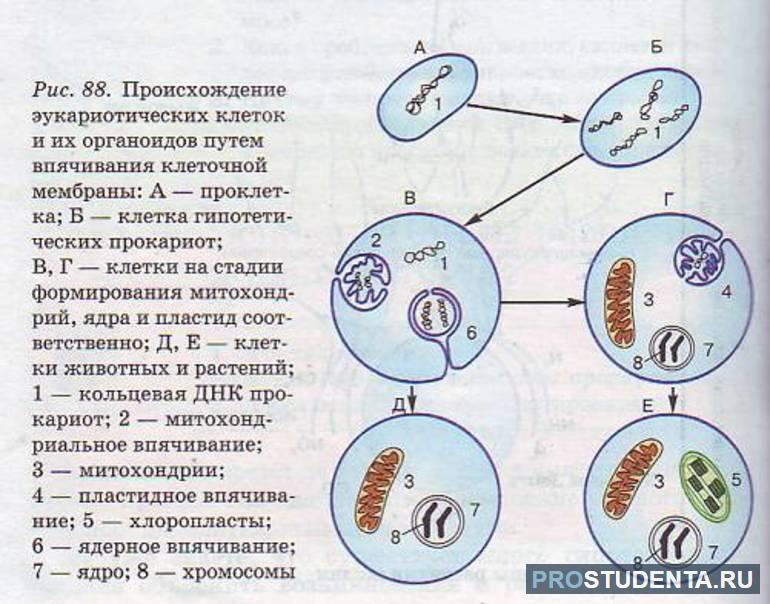 Инвагинационная гипотеза