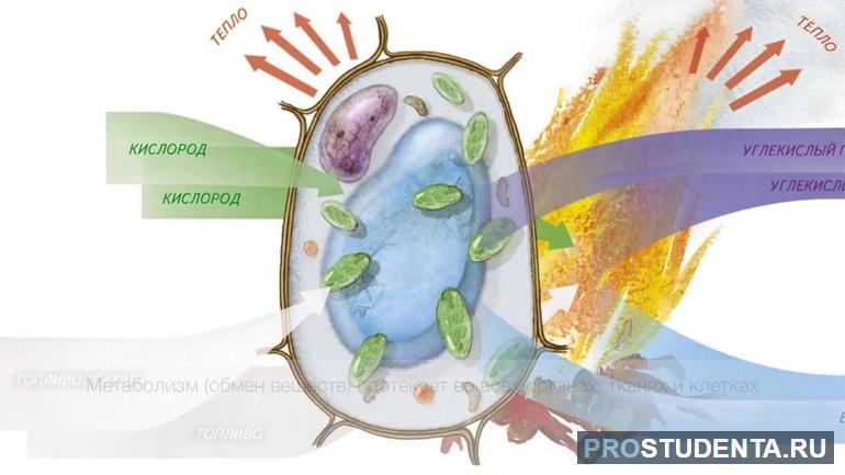 Определение обмена веществ и энергии в клетке