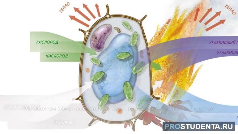 Обмен веществ в клетке