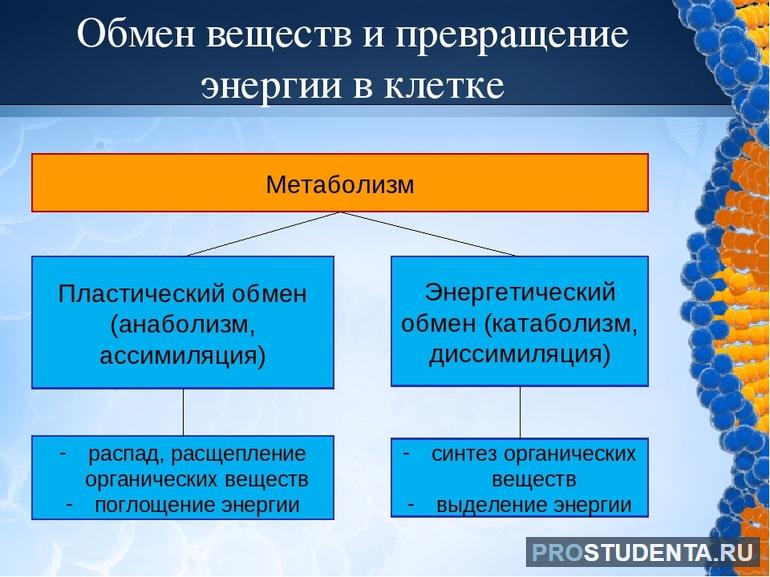 Обмен веществ и энергии в клетке 