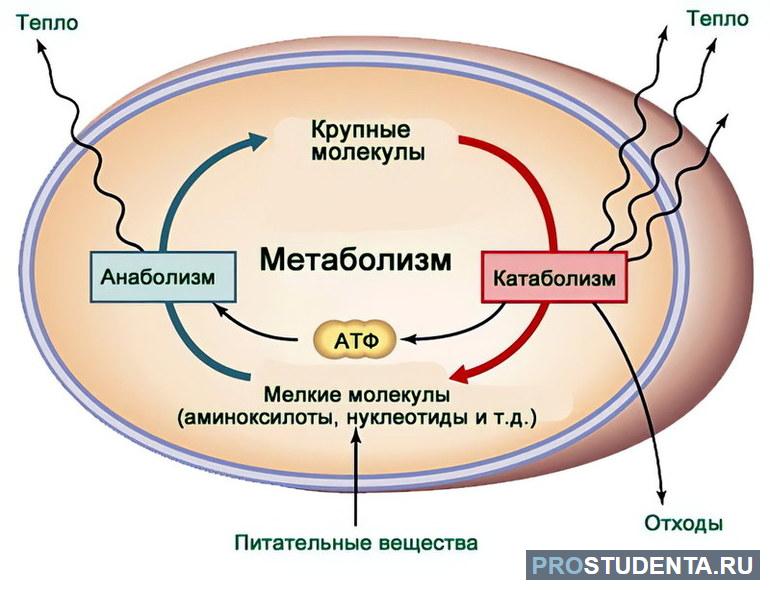 Обмен веществ и энергии 