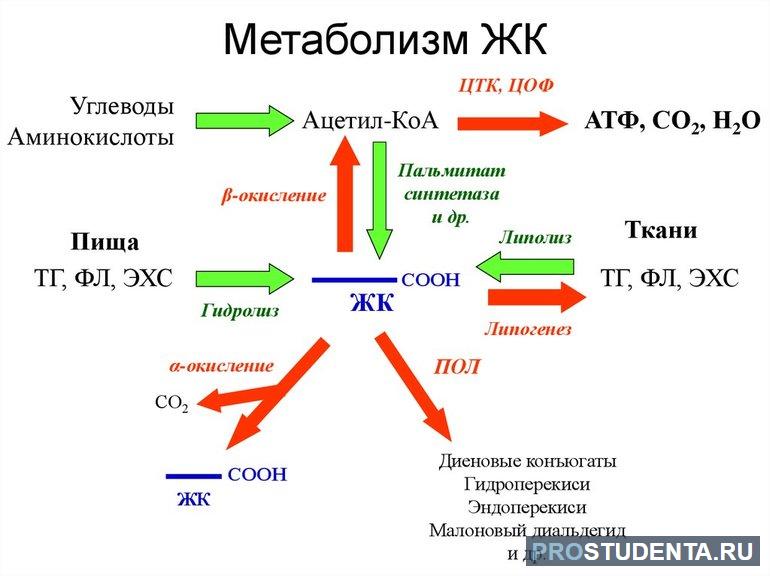 Обмен веществ 