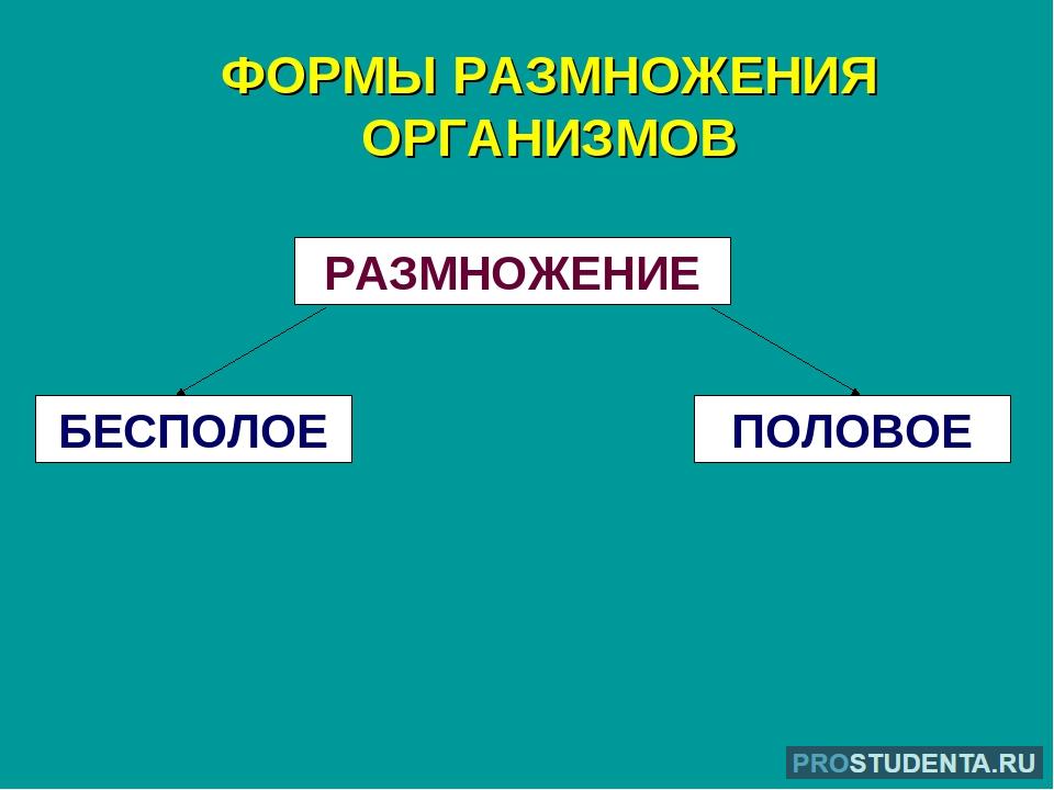 Основные способы размножения организмов. Виды бесполого и полового размножения организмов. Способы размножения организмов схема. Размножение организмов бесполое и половое размножение. Таблица схема размножение организмов.