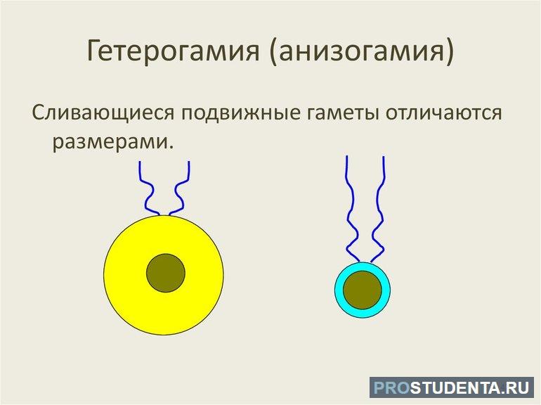 Размножение Гетерогамия