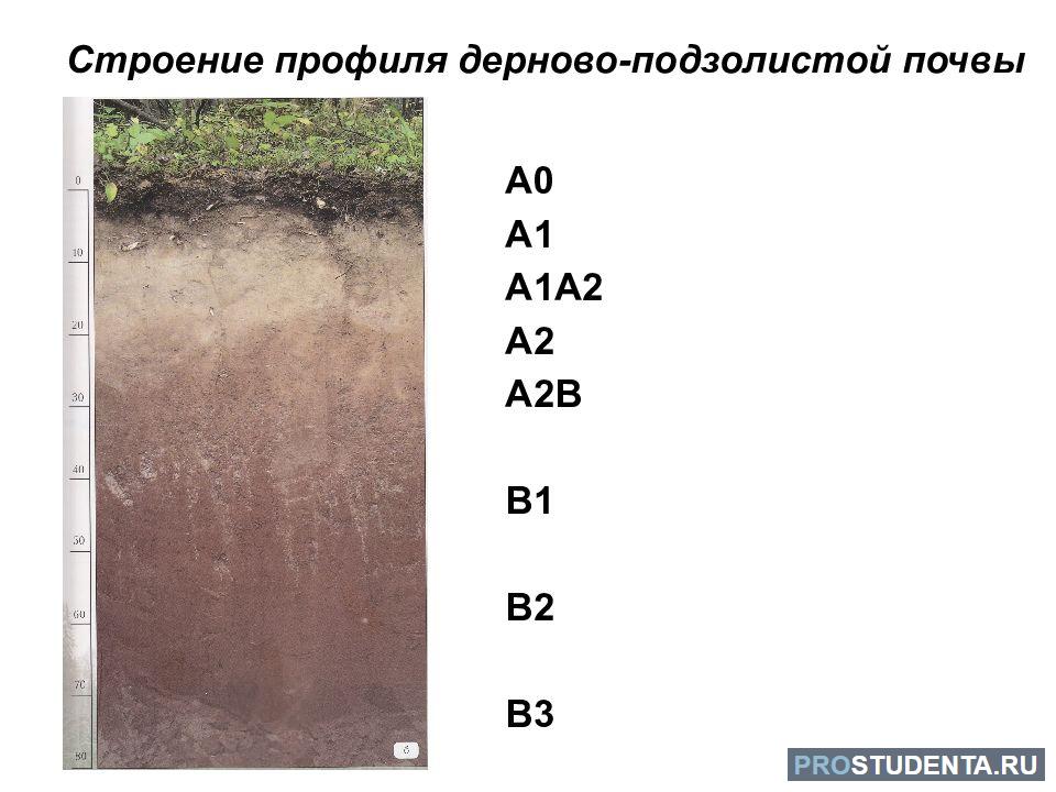 Мощность горизонта дерново подзолистых почв. Строение профиля подзолистой почвы. Дерново-подзолистые почвы профиль. Строение почвенного профиля дерново-подзолистых почв. Дерново-подзолистые почвы профиль схема.