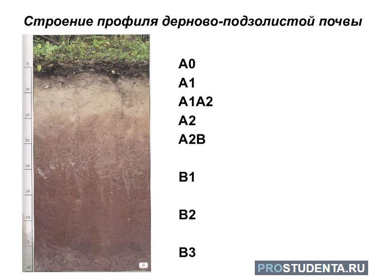 Строение дерново-подзолистой почвы