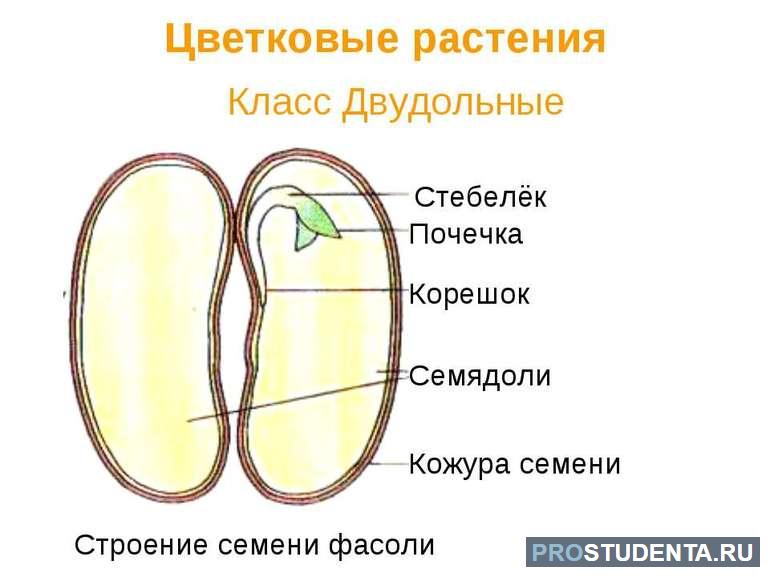 Особенности строения семени однодольных и двудольных растений