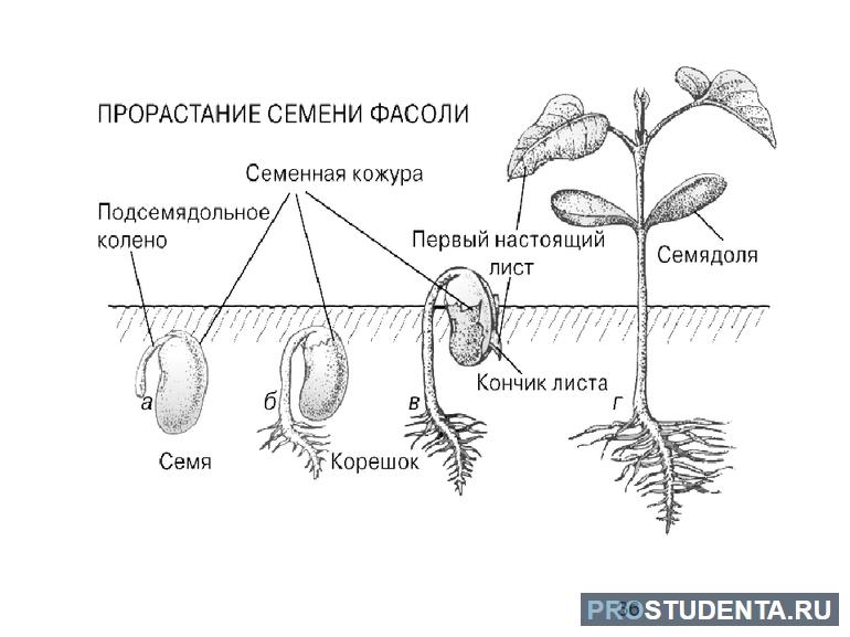 Из чего состоит зародыш семени 