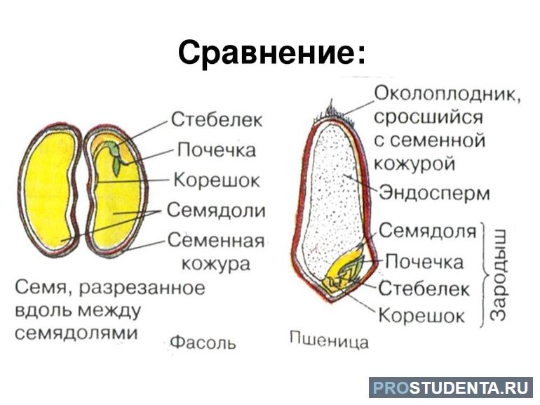 Строение семени однодольных и двудольных растений 