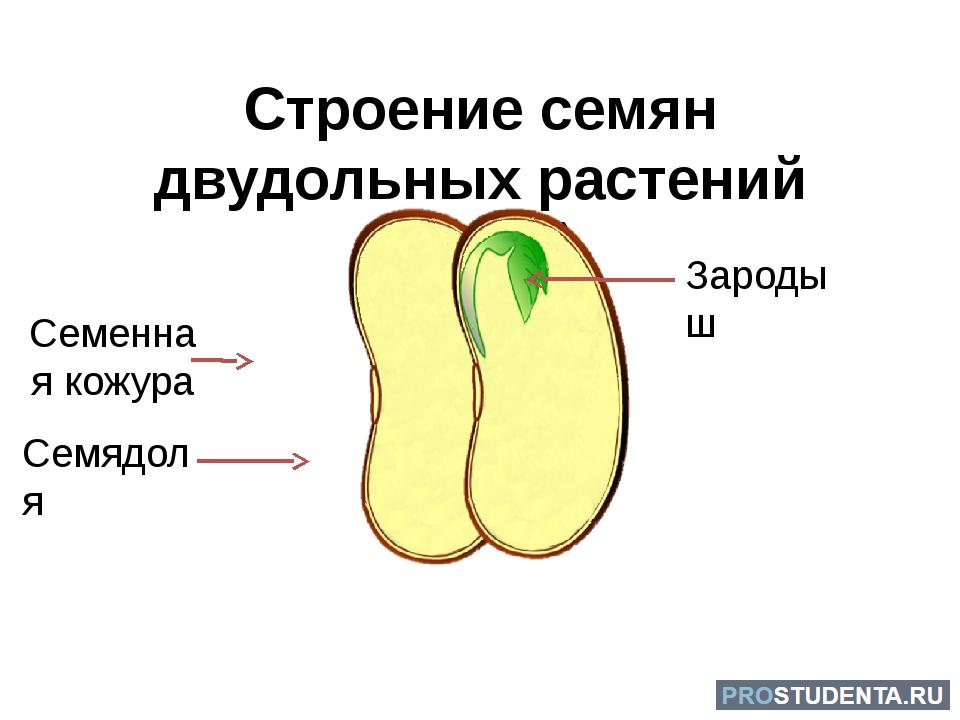 Состав семени фасоли в сформированном зародыше. Строение семени двудольного растения. Строение семени двудольного растения фасоли. Строение зародыша двудольного. Из каких частей состоит семя двудольного растения.