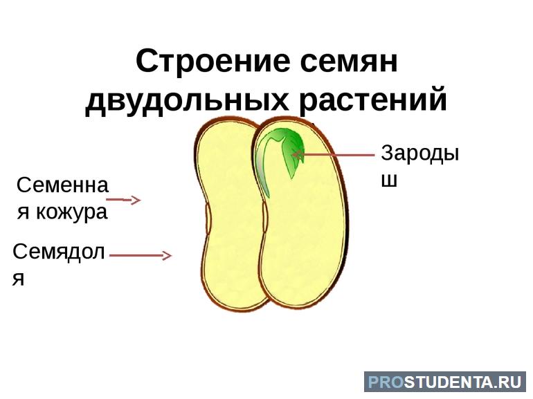 Строение семени фасоли