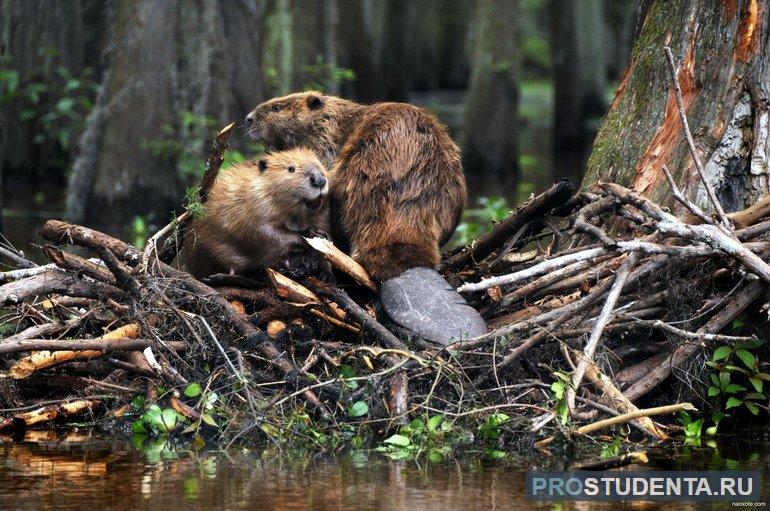 Всё о бобрах