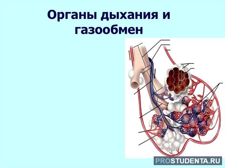 Система органов дыхания и газообмена (биология, 5 класс)