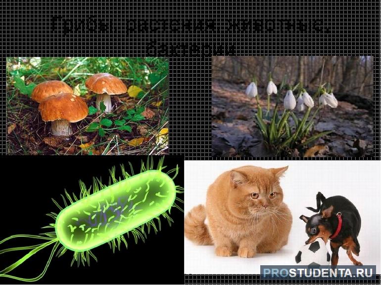 Аэробные (растения, грибы, животные) 