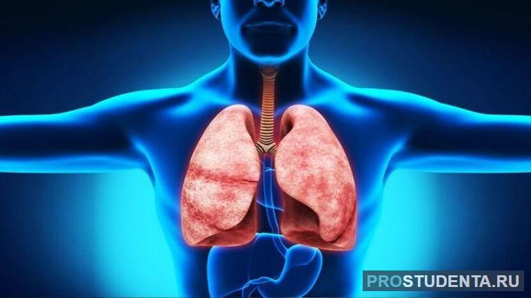 Дыхательная система у человека 