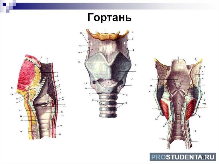 Гортань человека