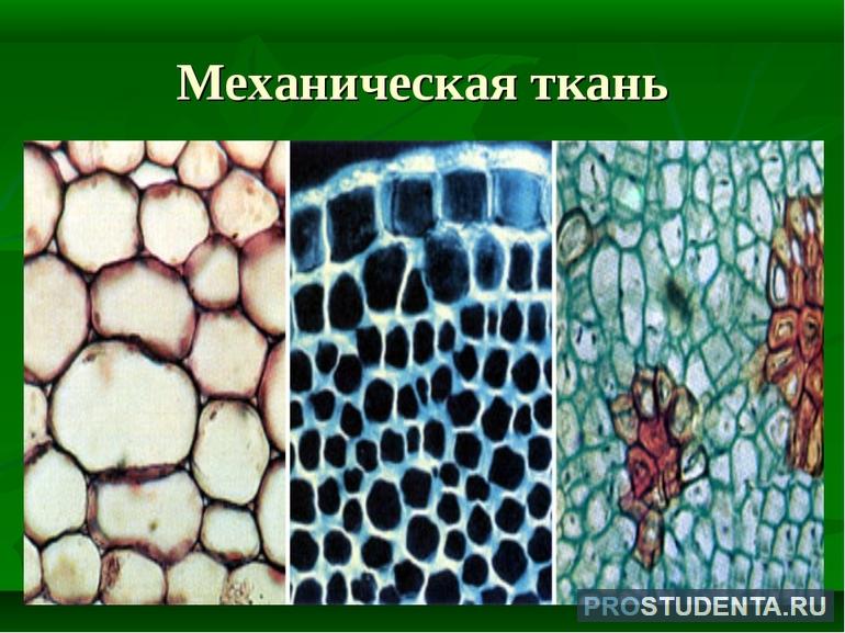 Особенности строения и функции механической ткани растений