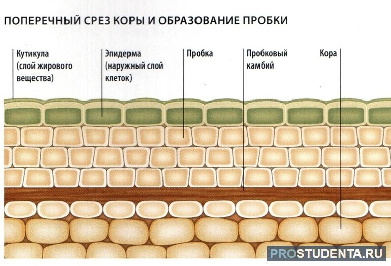 Пробка, кора, эпидерма