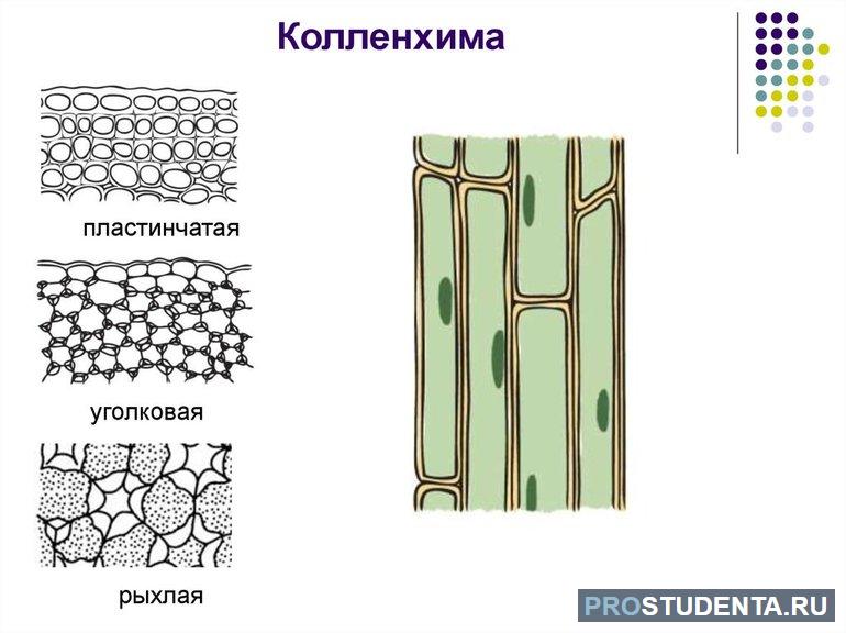 Строение колленхимы