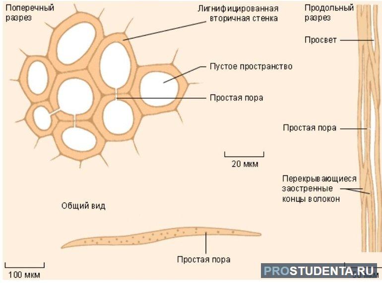 Структура склеренхимы