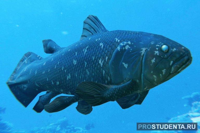 Древнейшие рыбы Тихого океана: их виды и условия обитания