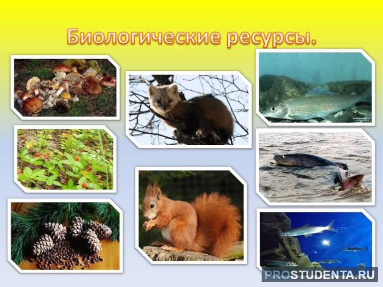 Природные биологические ресурсы России, животный и растительный мир