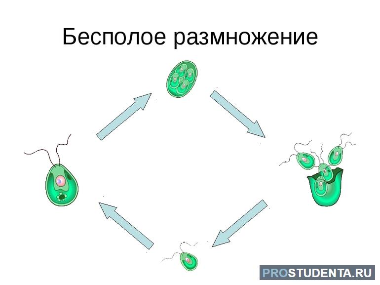 Бесполое размножение