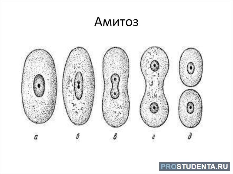 Деление клетки - амитоз