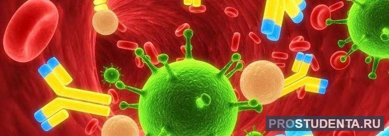 Иммунные клетки в организме и вирусы